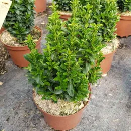 Fusain du japon 'Microphyllus' (Euonymus japonicus) — jeune arbuste dense au feuillage vert en pot · Pot 3L Touffe