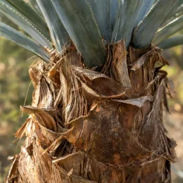 Dasylire 'Sp zacatecas' (Dasylirion cedrosanum) — gros plan sur stipe fibreux de plante · Photo d'illustration