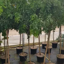 Robinier faux-acacia 'Twisty baby' (Robinia pseudoacacia) — jeunes arbres tuteurés alignés en pots noirs · Pot 8L 1/4 tige