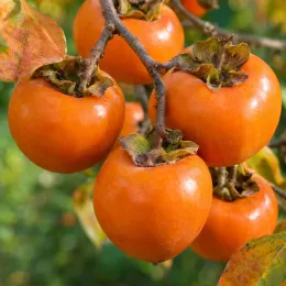 Plaqueminier 'Tipo' (Diospyros kaki) — gros fruits orange groupés sur une branche