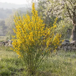 Genêt (Cytisus scoparius) — arbuste dressé couvert de petites fleurs jaunes · Photo d'illustration