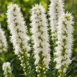 Plume du kansas 'Alba' (Liatris spicata) — épis floraux blancs dressés sur fond vert · Photo d'illustration
