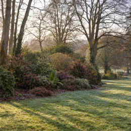Camelia 'No kaori' — grand massif arbustif coloré au bord d’une pelouse · Photo d'illustration