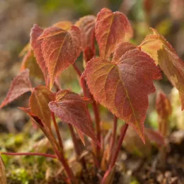Fleur des elfes 'Sulphureum' (Epimedium versicolor) — jeune touffe de feuilles rouges dentelées · Photo d'illustration