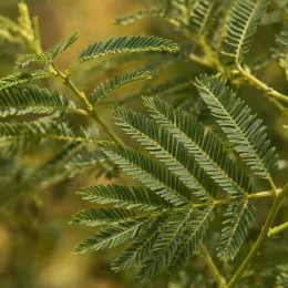 Acacia des prairies (Acacia angustissima) — gros plan sur des feuilles composées fines