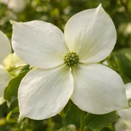 Cornouiller à grandes fleurs blanches et gros fruits 'Big apple' (Cornus kousa) — gros plan sur une grande fleur blanche · Photo d'illustration