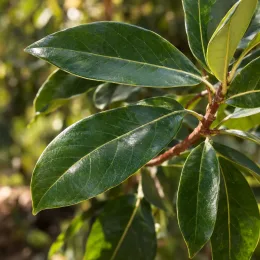 Avocatier race antillais guatémaltèque 'Atkinson' (Persea americana) — gros plan sur feuilles vertes vernissées · Photo d'illustration