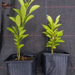 Bigarade 'Gou tou' (Citrus aurantium) — jeunes plants en godets sur toile noire · Godet