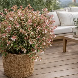 Abélia 'Tricolor charm' (Abelia grandiflora) — arbuste dense à petites fleurs claires en terrasse
