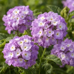 Lantanier 'Lilas' (Lantana sellowiana) — gros plan de fleurs mauves en pompons · Photo d'illustration