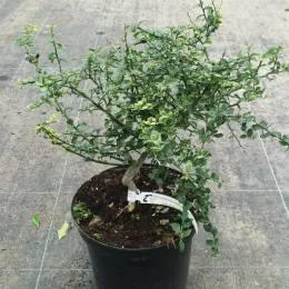 Citronnier caviar 'D'esmerald' (Citrus australasica) — arbuste dense en pot de culture noir · Pot 5L Touffe