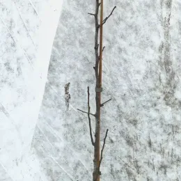 Poirier commun 'Kirchensaller' (Pyrus communis) — jeune scion ligneux sans feuilles en pot noir · Pot 8L Baliveau