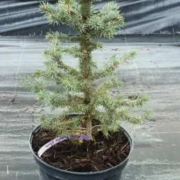 Epicéa du colorado 'Glauca' (Picea pungens) — jeune conifère en pot de culture noir · Pot 8L