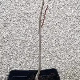 Asiminier de virginie 'Paw-paw' (Asiminia triloba) — jeune plant ligneux sans feuilles en pot plastique · Pot 2.5L