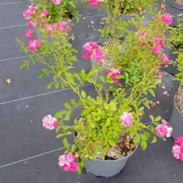 Rosier couvre-sol 'The fairy rouge' (Rosa) — plante buissonnante en pot avec fleurs roses