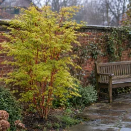 Érable du japon 'Senkaki vert' (Acer palmatum) — arbuste au feuillage léger près d’un banc · Photo d'illustration