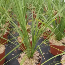 Cordyline (Cordyline australis) — jeunes plants dressés en pot sur bâche noire · Pot 3L