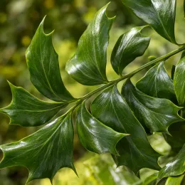 Cyrtomium falcatum — gros plan sur feuillage vernissé aux lobes pointus · Photo d'illustration
