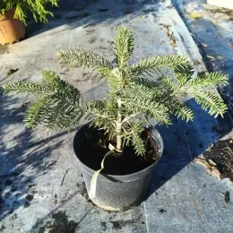 Sapin du caucase (Abies nordmanniana) — jeune conifère en pot sur sol plastifié · Pot 2.5L