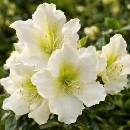 Azalée japonaise 'Olga niblett blanc' (Azalea japonica) — grappes de fleurs blanches au cœur vert · Photo d'illustration