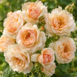 Rosier 'Ghislaine de feligonde' (Rosa hybrida) — gros plan de grappes de roses abricot pâle · Photo d'illustration