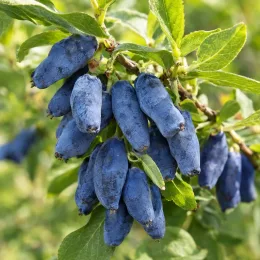 Chèvrefeuille à baies de mai 'Kiev' (Lonicera kamtschatica) — grappe de fruits allongés bleus sur feuillage vert · Photo d'illustration