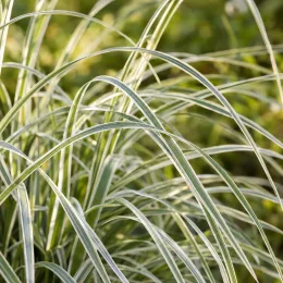 Miscanthus 'Morning light' (Miscanthus sinensis) — gros plan sur feuillage de graminée panachée · Photo d'illustration