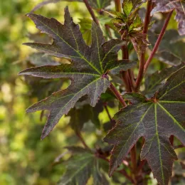 Hibiscus des marais 'Jolly heart' (Hibiscus moscheutos) — gros plan sur feuilles palmées vert sombre · Photo d'illustration