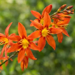 Montbretia orange et jaune 'Babylon' (Croscosmia × crocosmiiflora) — gros plan de fleurs orange étoilées et jaunes · Photo d'illustration