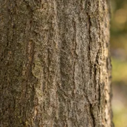 Érable champêtre (Acer campestre) — gros plan sur l'écorce rugueuse d'un tronc · Photo d'illustration